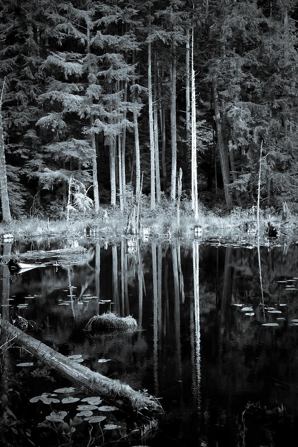 Mackey Pond Photograph by Larey McDaniel