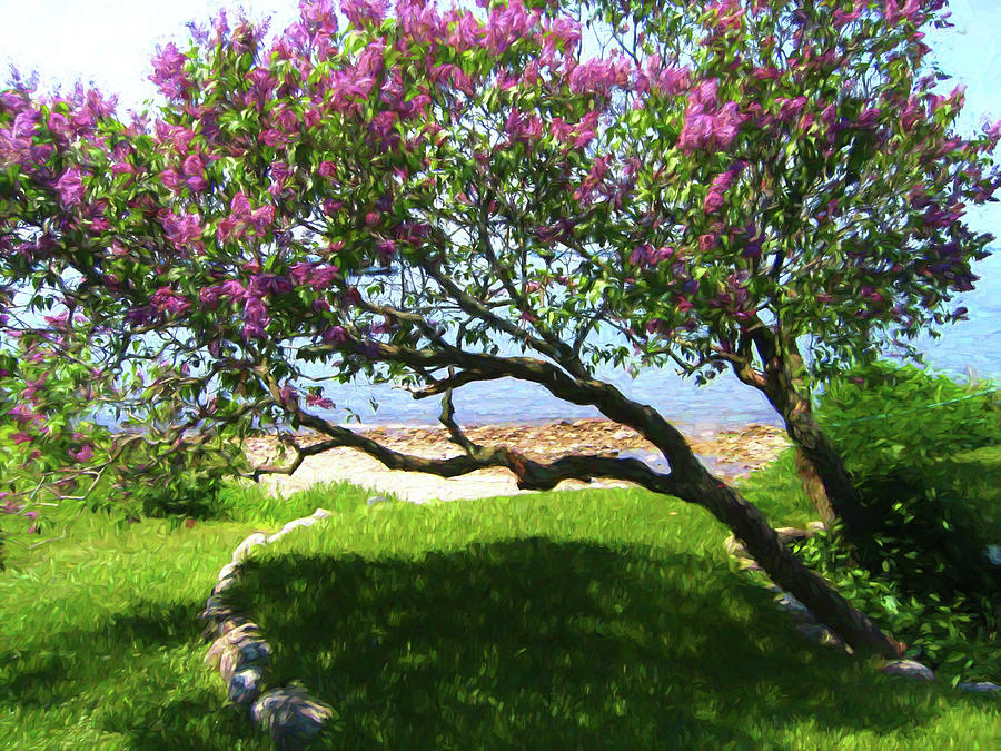 Mackinac Island Lilac Tree Painterly 072521 Photograph by Mary Bedy