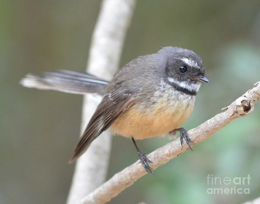 Wildlife Photograph - Macleans Fantail by Liz Domett