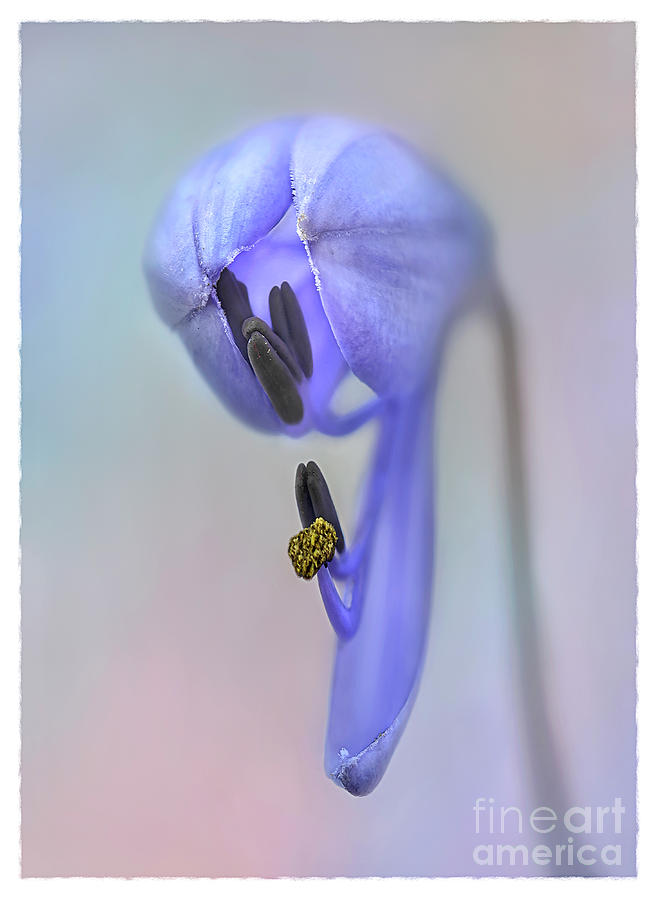 Abstract real macro picture of agapanthus flower with stamens and pestle as a mystical figure Photograph by Tatiana Bogracheva