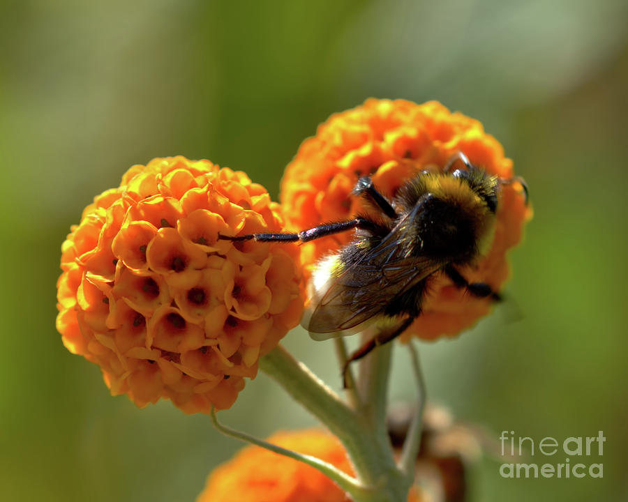 Macro Bee Feeding on Bloom Photograph by Baggieoldboy