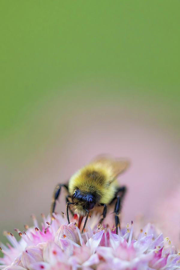 Macro Bee on Sedum - Vertical Photograph by Patti Deters