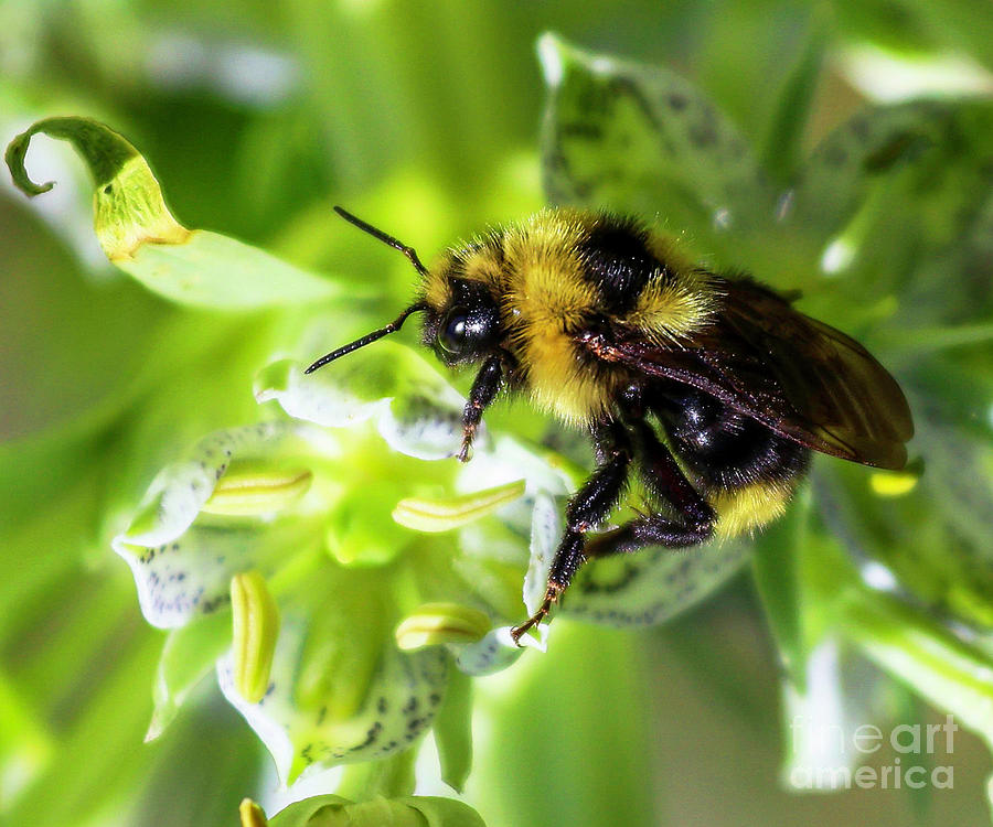 Macro Bee Photograph by Shirley Dutchkowski