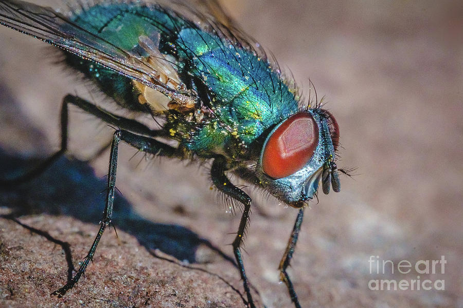 Macro Blow Fly Photograph Photograph by Stephen Geisel