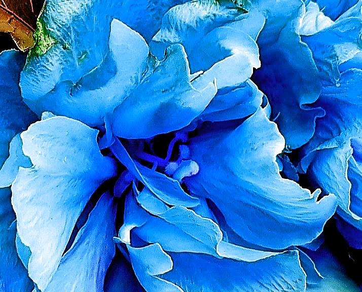 Macro Blue Hibiscus Digital Art by Loraine Yaffe