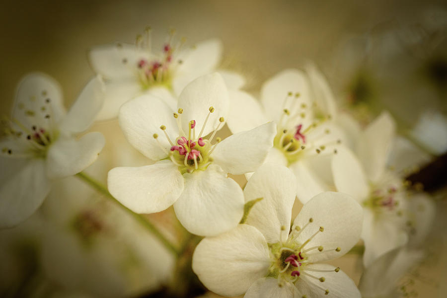 Macro Bradford Pear Blossoms Photograph by Joni Eskridge