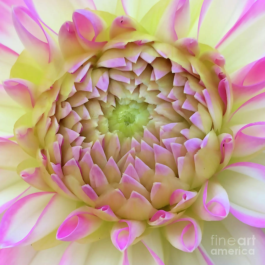 Macro Bright Pink, Yellow And White Dahlia Bloom Digital Art by Kirt Tisdale