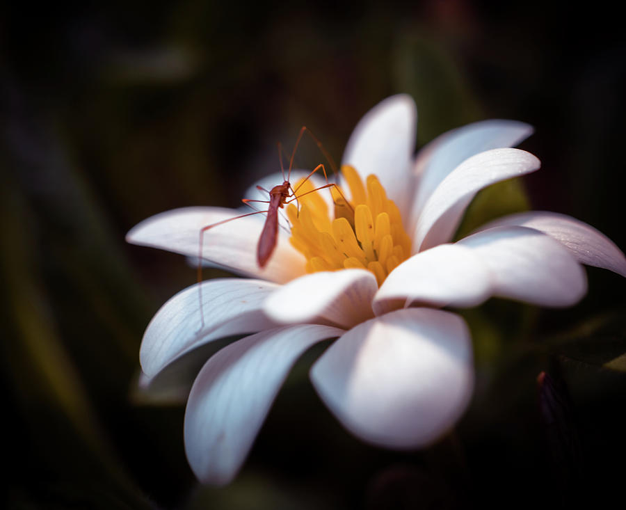 Macro bug on spring flower Photograph by Lilia S