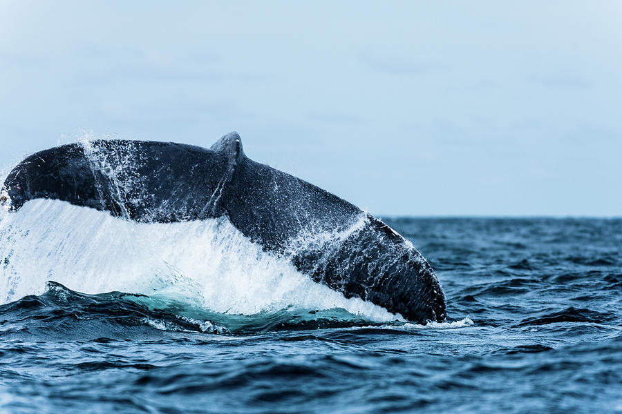 Macro Capture Of A Humpback Whale Tale Also Know As Flukes Or Lo Photograph By Aleksandra Georgieva