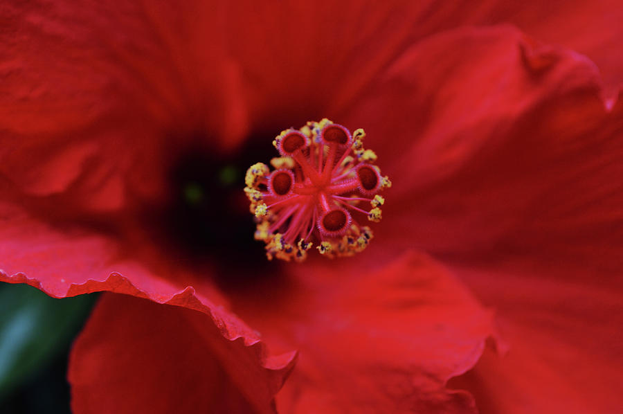 Macro Center of Red Hibiscus Flower Photograph by Gaby Ethington