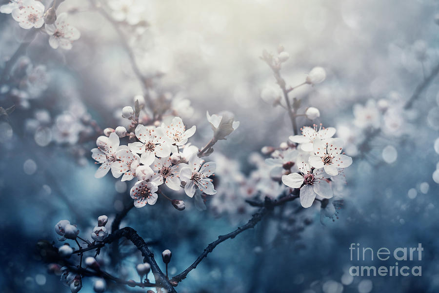 Macro cherry blossom tree branch. Photograph by Jelena Jovanovic