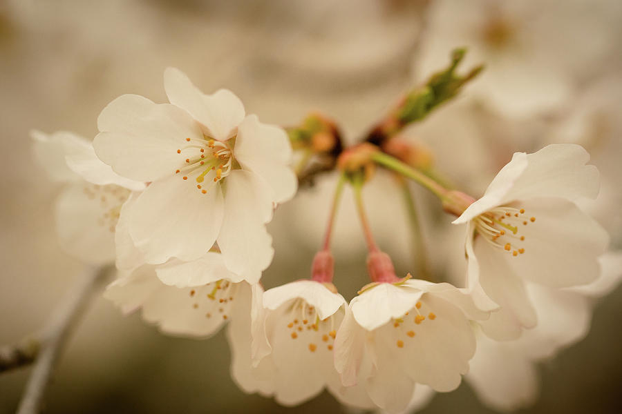 Macro Cherry Blossoms 1 Photograph by Joni Eskridge