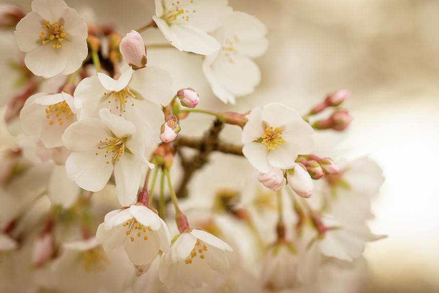 Macro Cherry Blossoms 2 Photograph by Joni Eskridge