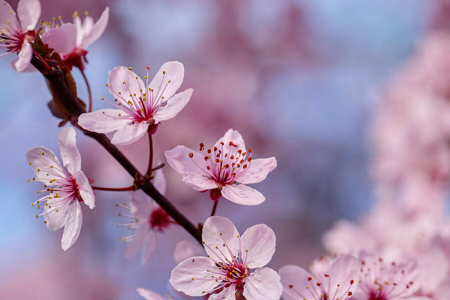 Macro cherry blossoms Photograph by Lynn Hopwood