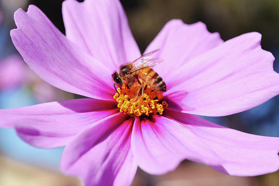 Macro Close Up Honey Bee Flower Photograph