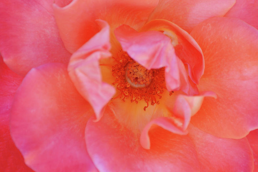 Macro Close Up of a Pretty Peachy Pink Rose Photograph by Gaby Ethington