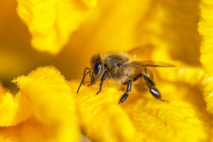 Macro close up of bee on yellow flower Photograph by PaoloBis