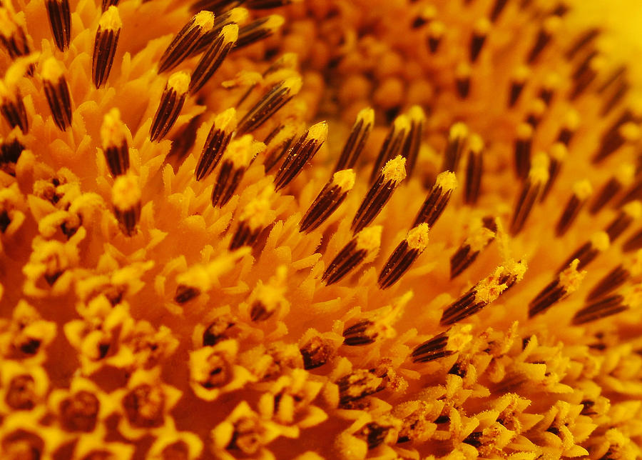 Macro Close Up Sunflower Center Photograph by Gaby Ethington