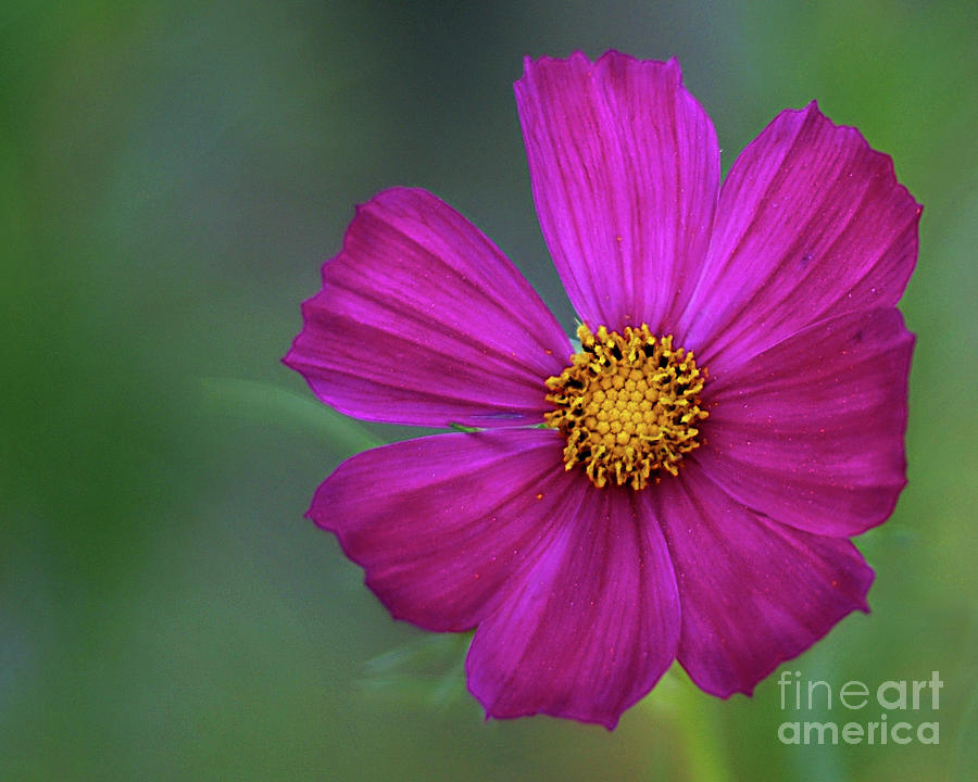macro cosmos rule 34 macro cosmos rule 34