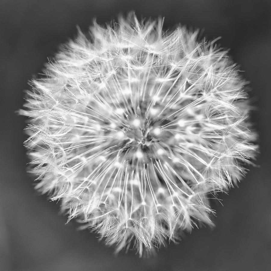 Macro Dandelion In Black And White Photograph by Scott Burd