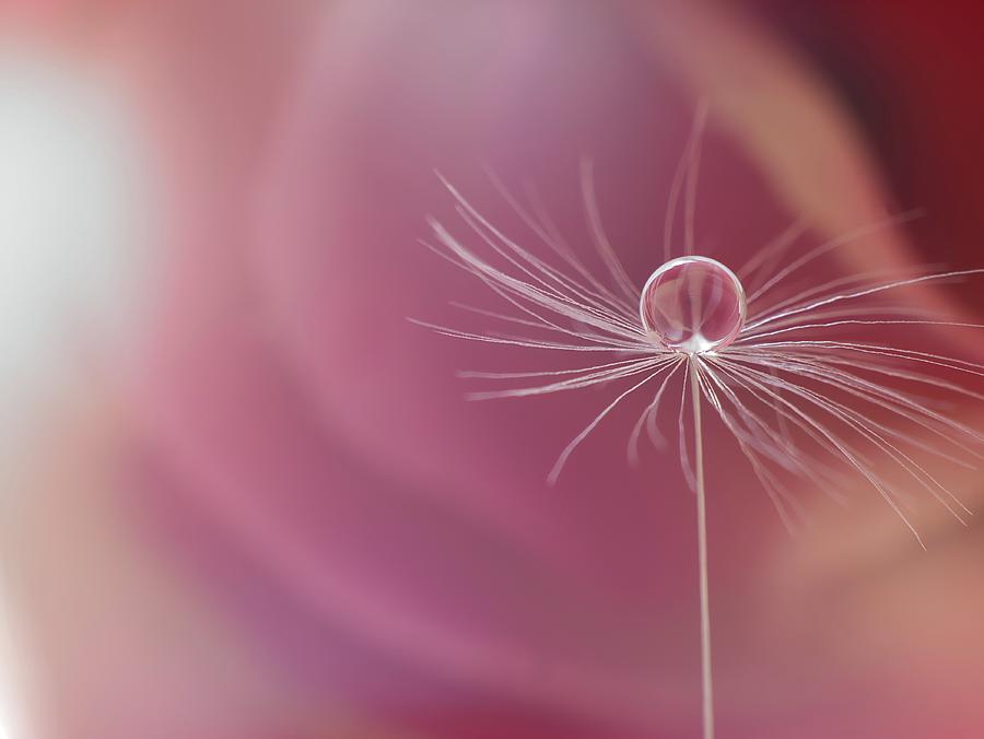 Macro dandelion Photograph by Paulo Goncalves