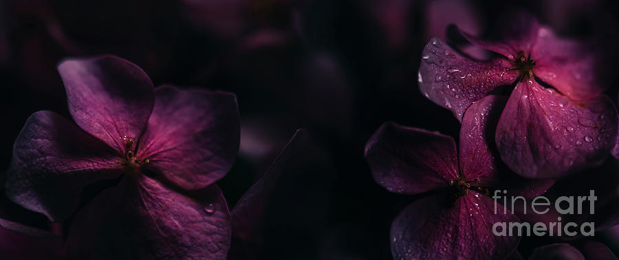  Macro dark pink hortensia Photograph by Jelena Jovanovic