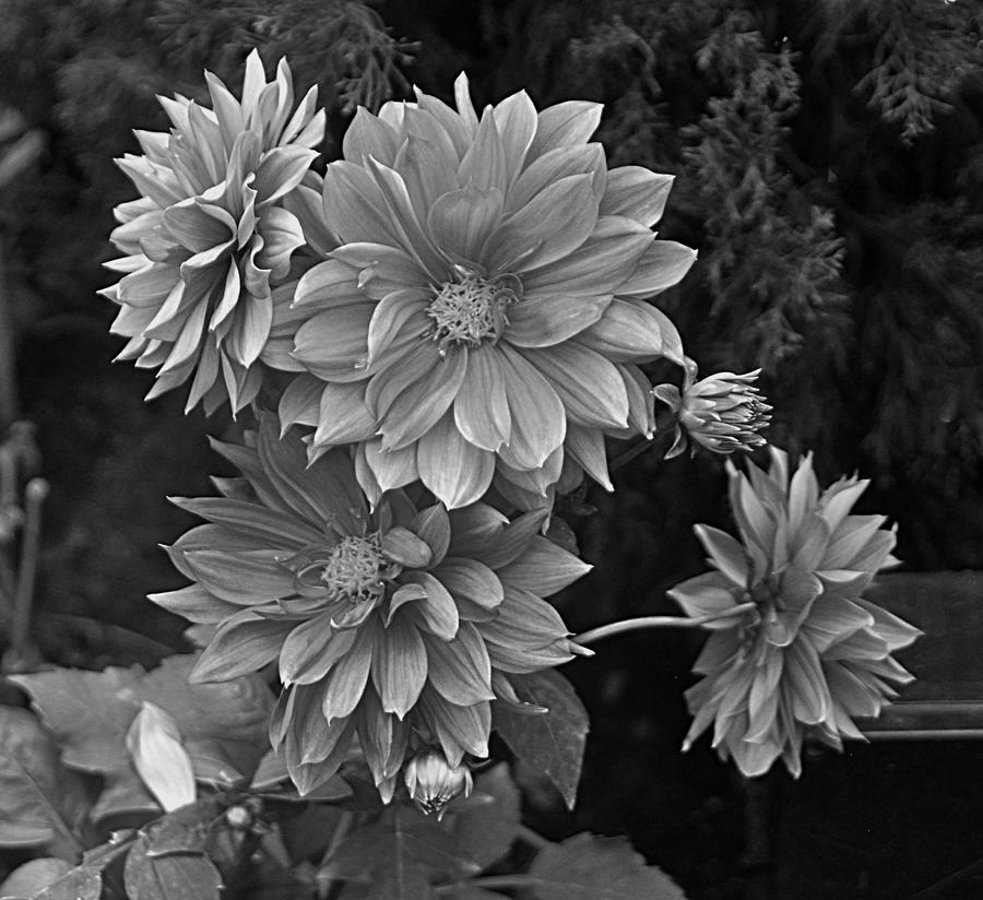 Macro Flower Mono 6 Photograph by John Hughes - Fine Art America