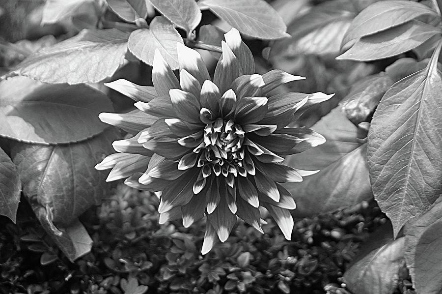 Macro Flower Mono 7 Photograph by John Hughes - Fine Art America