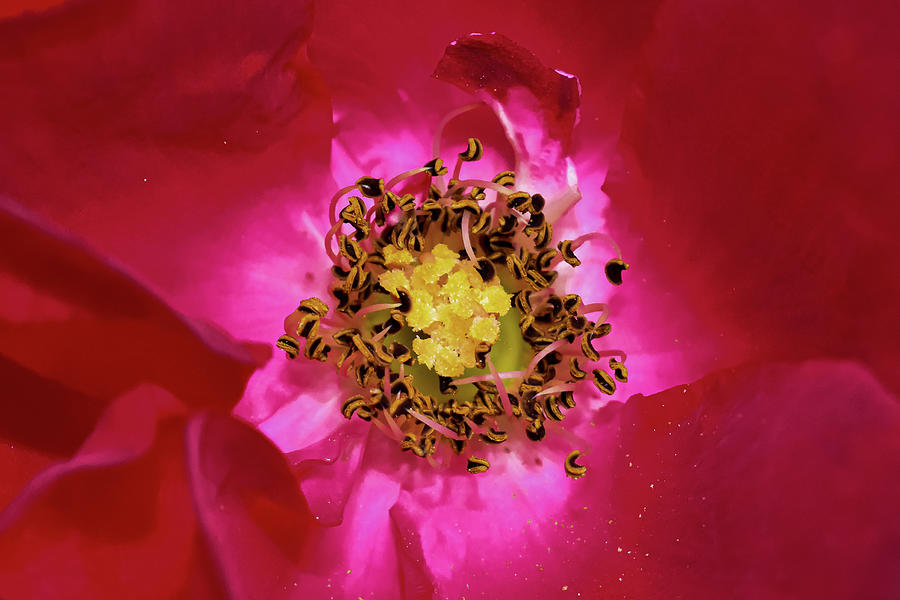 Macro Garden Rose Photograph by Denise Wiese - Fine Art America