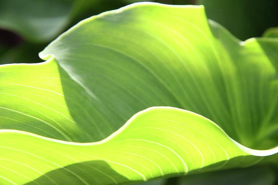 Macro Green Leaf Horizontal Photograph