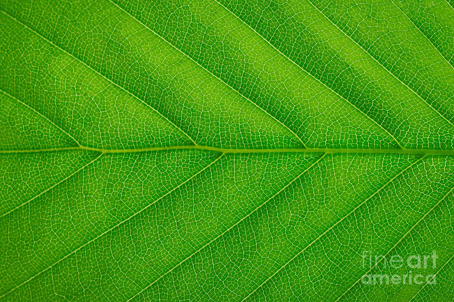 Macro Green Leaf Texture Photograph