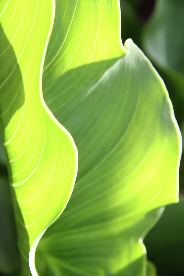 Macro Green Leaf Vertical Photograph