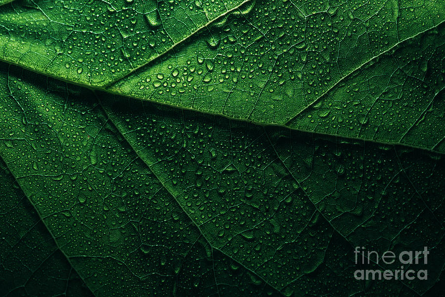 Macro Green Leaf With Water Droplets Photograph