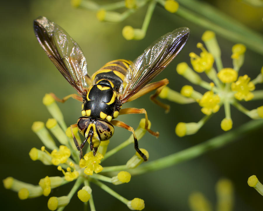 Macro Insect Yellow Jacket Wasp Photograph by ElementalImaging