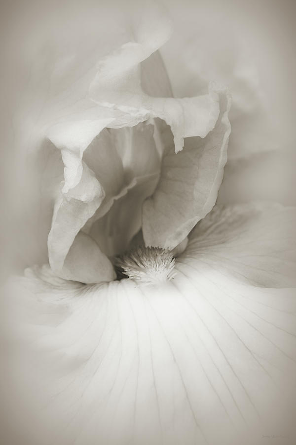 Macro Bearded Iris Flower Taupe Brown Photograph by Jennie Marie Schell