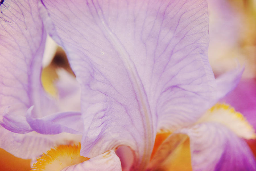 Macro Iris Garden Delight Photograph by Gaby Ethington