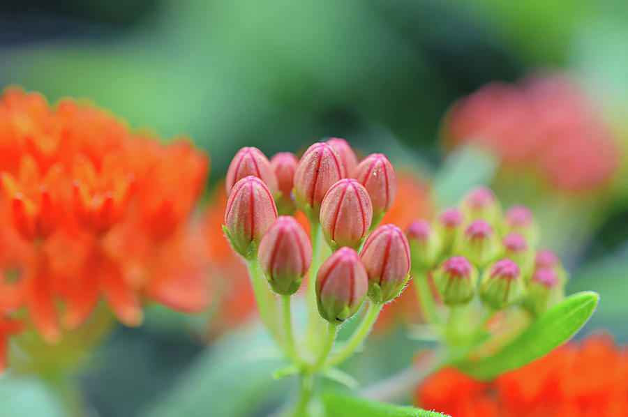 Macro Butterfly Weed Photograph by Jens Larsen