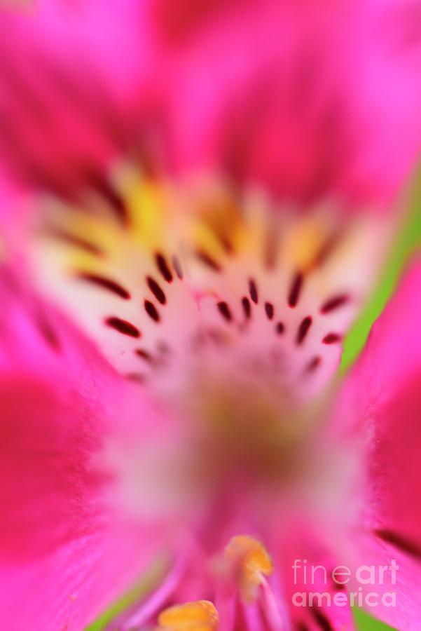 Details in Pink Photograph by John F Tsumas