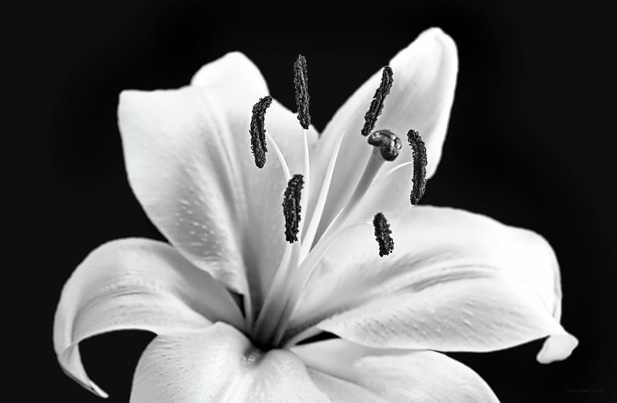 Macro Lily Flower in Black and White Photograph by Jennie Marie Schell