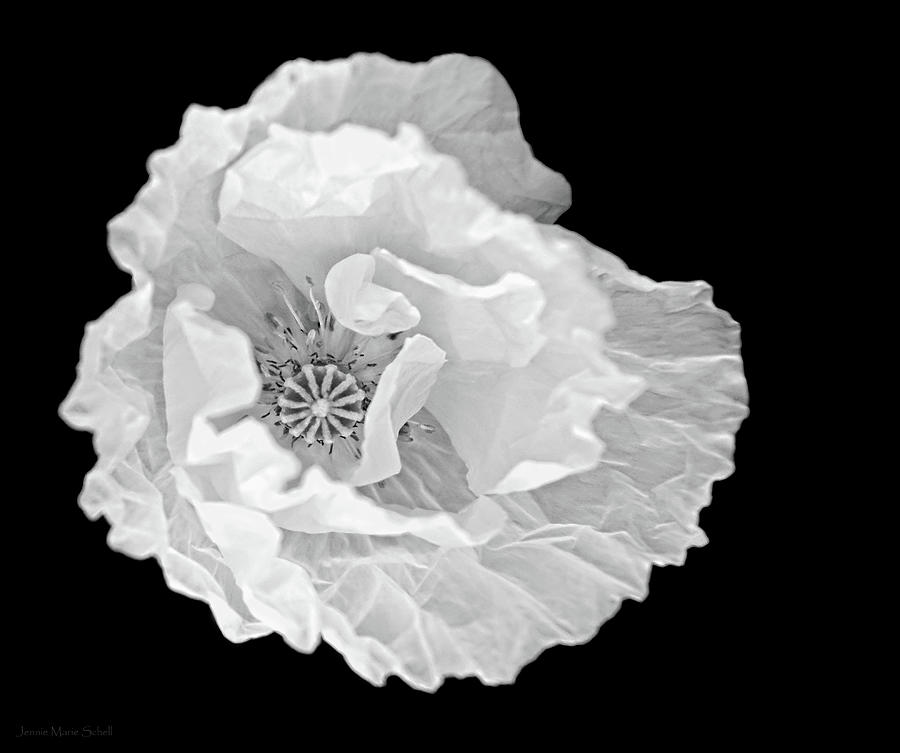 Macro Luminous Oriental Poppy Flower Photograph by Jennie Marie Schell