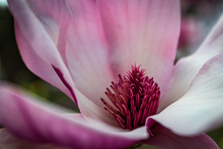 Macro Magnolia Photograph by Cynthia Clark