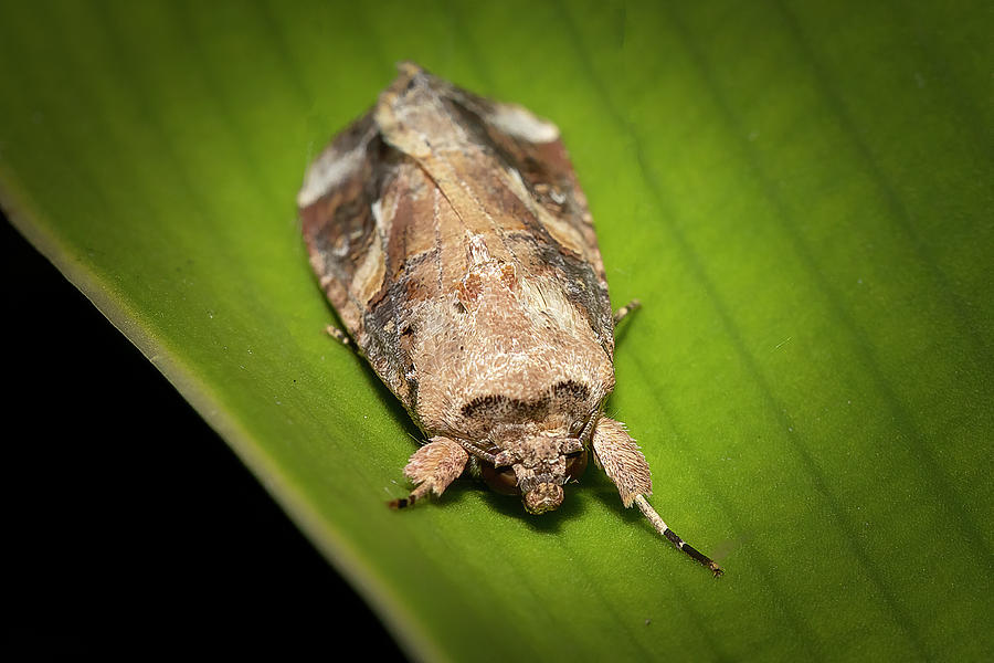 Macro Moth Photograph by Mark Andrew Thomas