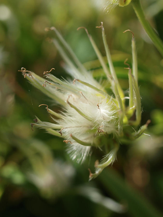 Macro Of A Clematis Photograph