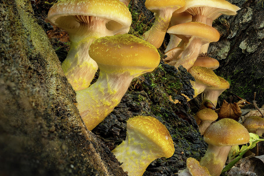 Macro of a cluster of bright gold and yellow colored toadstools growing ...