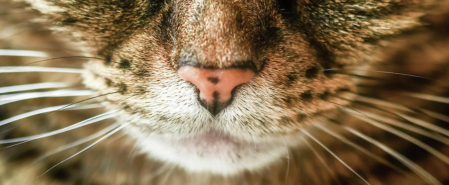 Macro Of A Grumpy Tabby Domestic Cat Photograph By Shawna And Damien 