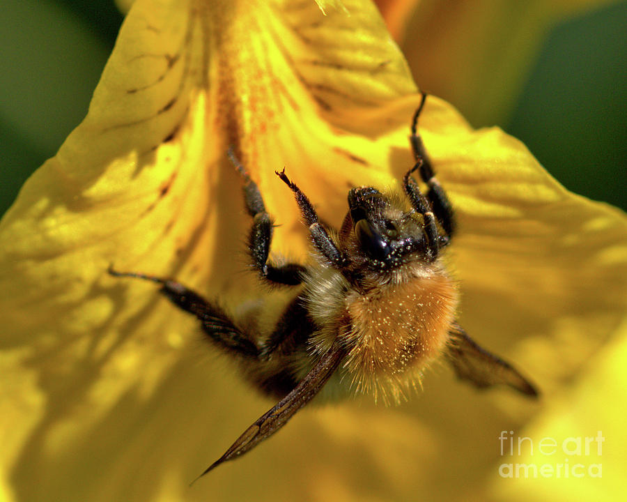 Macro of Bee on Iris Bloom Photograph by Baggieoldboy