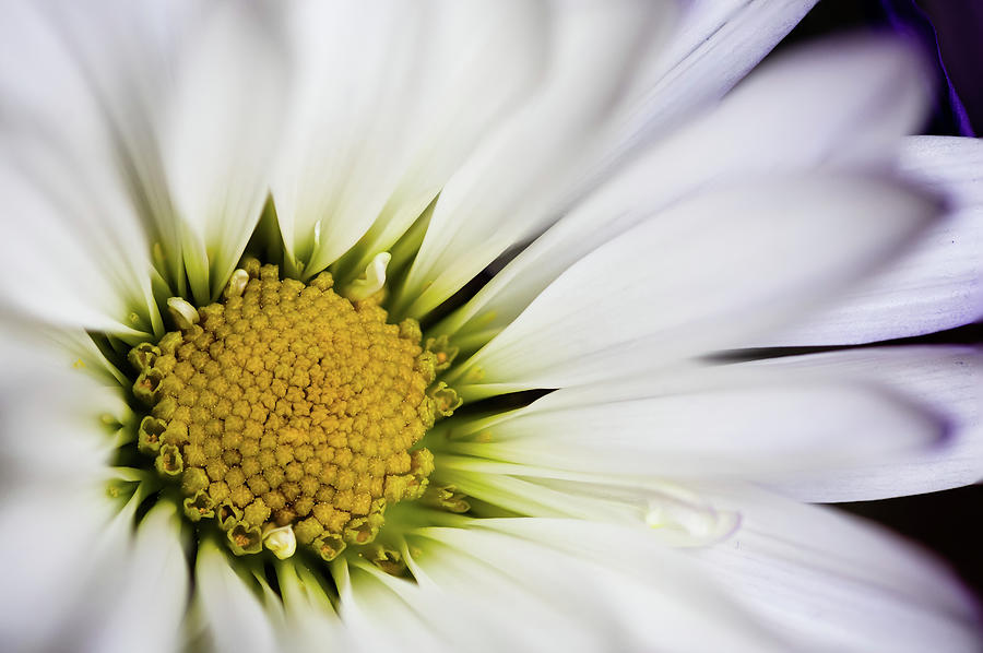 Macro of daisy with white and purple petals Photograph by Aashish Vaidya