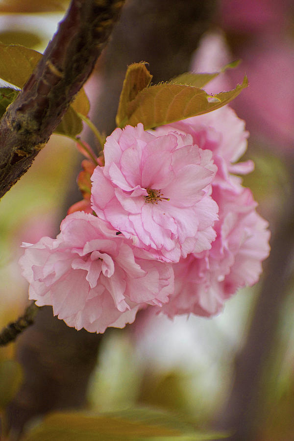 Macro of Japanese Cherry Blossom in Vertical Format Photograph by Jill ...