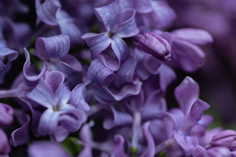 Lilac Photograph by Aashish Vaidya