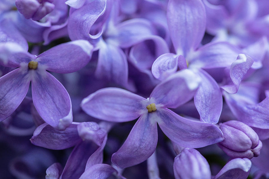 Macro of Lilac Blossoms Photograph by Aashish Vaidya